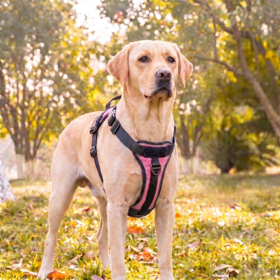 LOWEN™ No-Pull Harness
