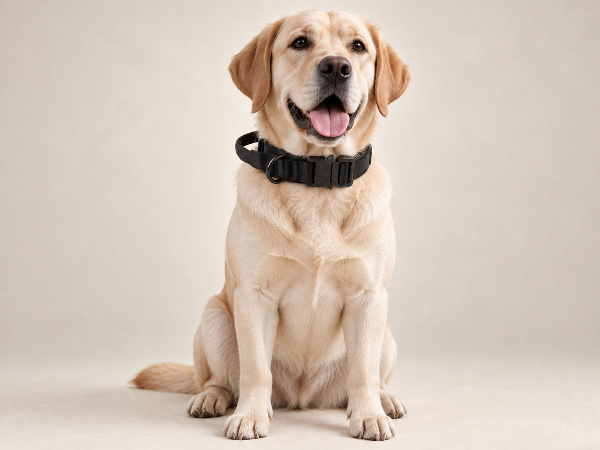 LOWEN No-Pull Harness