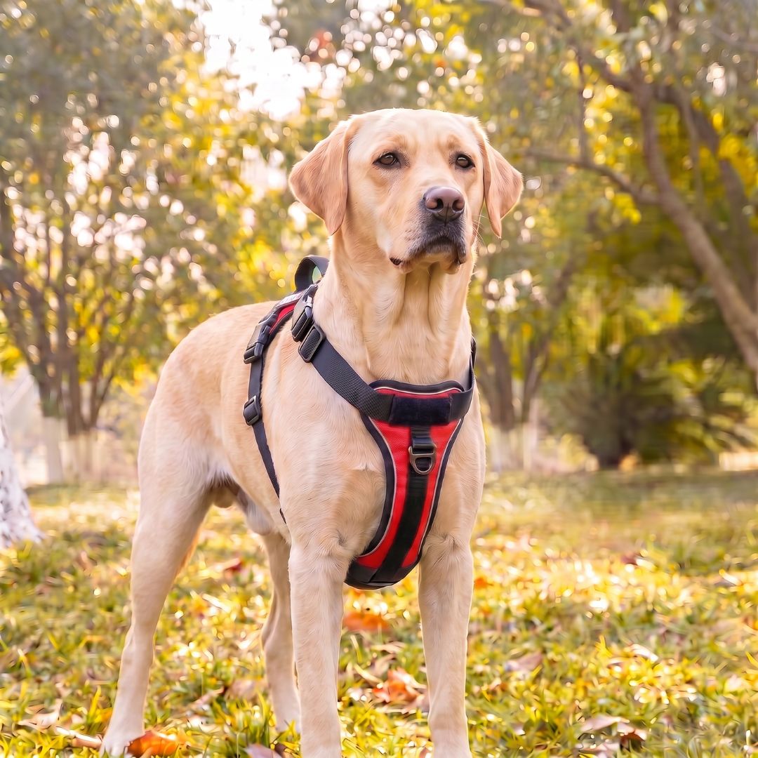 LOWEN™ No-Pull Harness