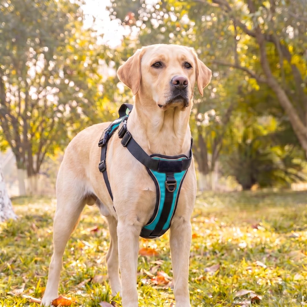LOWEN™ No-Pull Harness