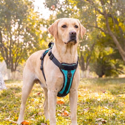 LOWEN™ No-Pull Harness