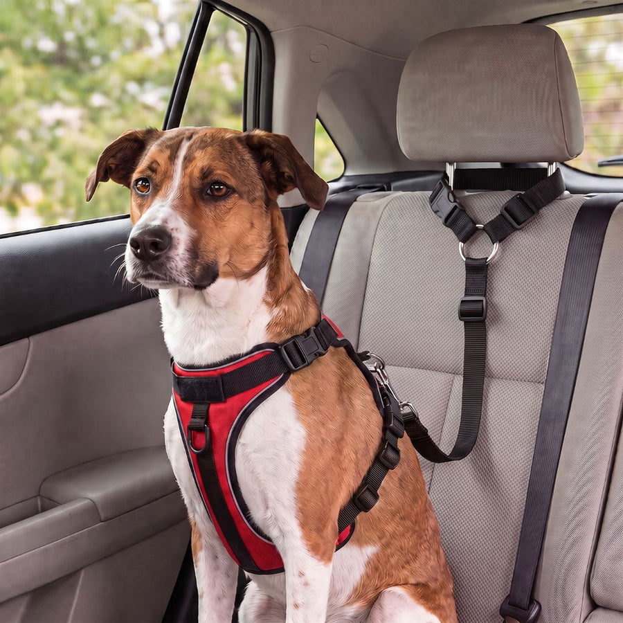 Car Safety Leash