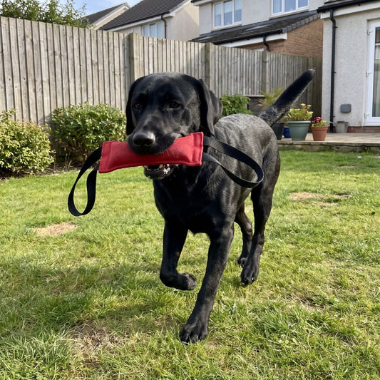 Tug Toy for Dogs