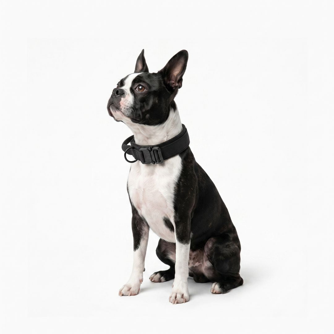 Dog Collar
