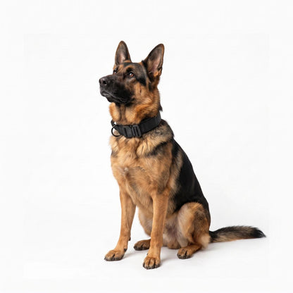 Dog Collar