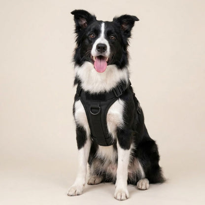 No-Pull Harness