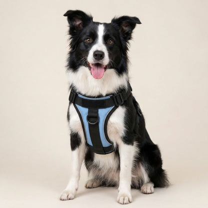 No-Pull Harness