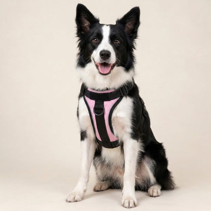 No-Pull Harness