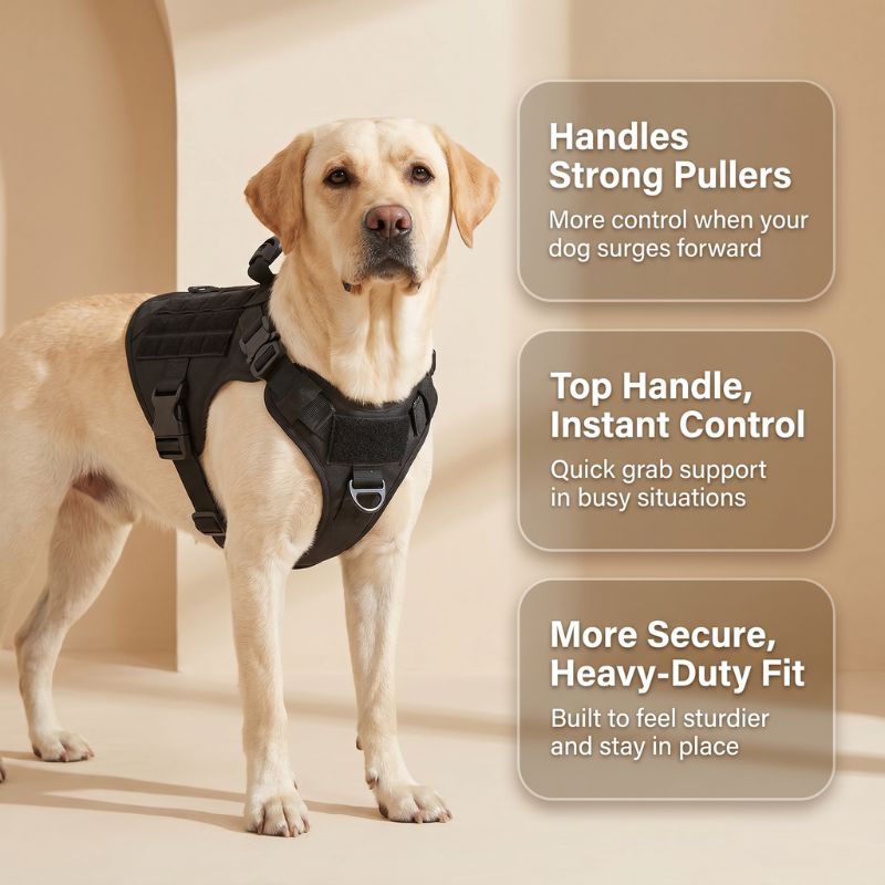 LOWEN Stability Harness