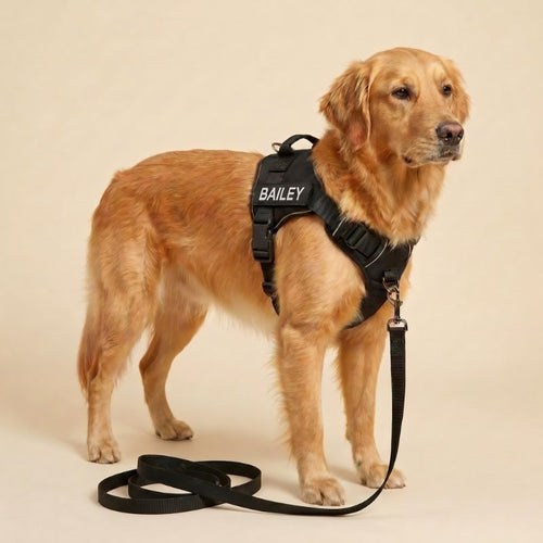 LOWEN™ No-Pull Harness