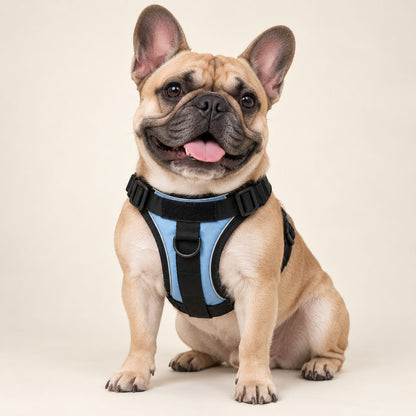 No-Pull Harness